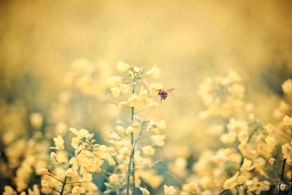 bee