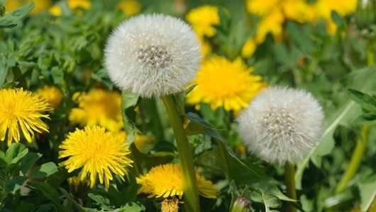 dandelions